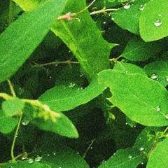 Transition [Demo version]