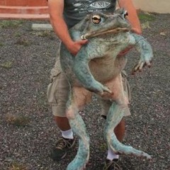 try to hadle this dancecore