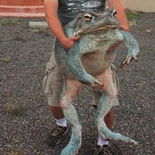 try to hadle this dancecore