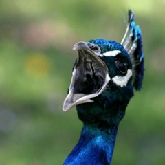 Peacock Sound