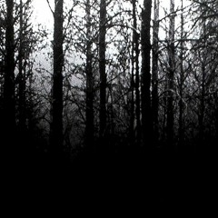 Sea Of Trees