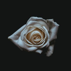 White Rose [Sad Piano Instrumental]