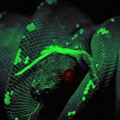 Lil W0ck-TraySlime🐍