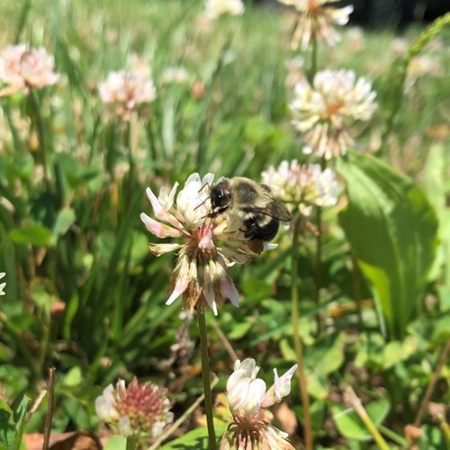 build me up buttercup (cover)