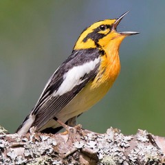 The Bird has rhythm