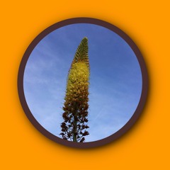 MarzJam Weekly Picks