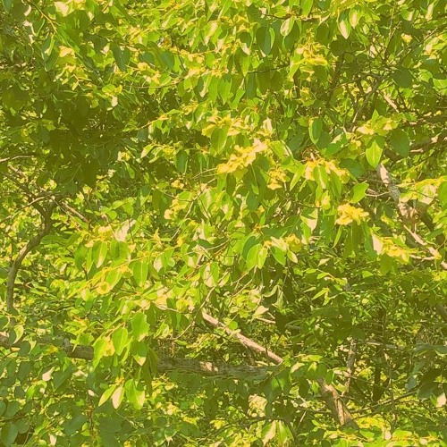 melitta, hive of venus