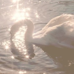 swan • nicole dollanganger cover