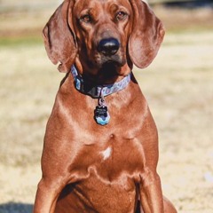 Spontaneous Combustion