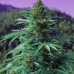 Yoda - Colesy ft. L.Ai