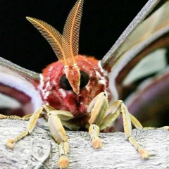 Attacus Atlas | Jam