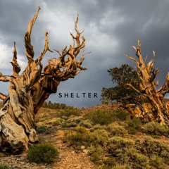 Shelter