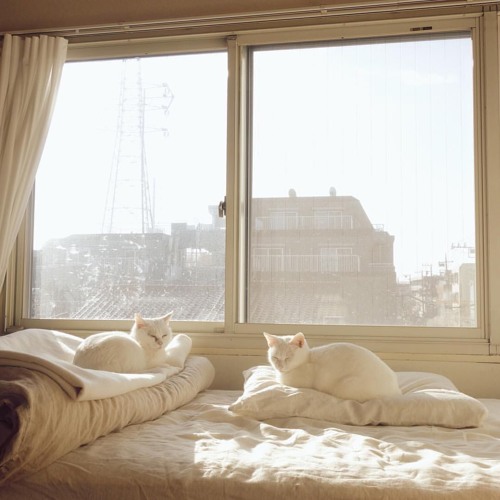 I Love You Mr Snowball | Chestnut Bakery