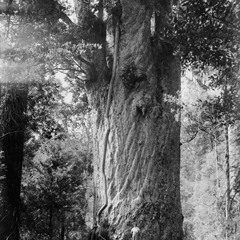 Tane Mahuta