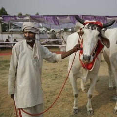 Cows Of India