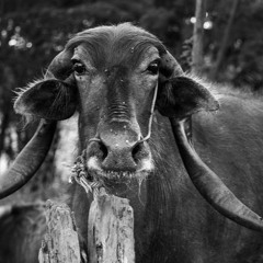 Produced & Mixed by Rashmit Arora