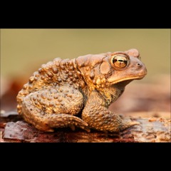Psymbionic - Hypnotoad (Dredlok Remix)