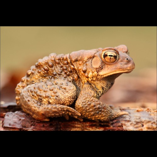 Psymbionic - Hypnotoad (Dredlok Remix)