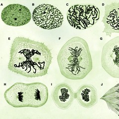 Diamerismoi  (2016) - for string ensemble and prepared piano