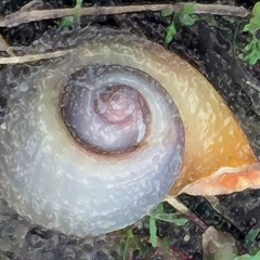 Michael Dickel—Audio Poetry Plus