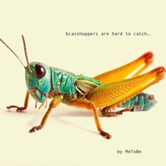 Grasshoppers are hard to catch - by MeToBe