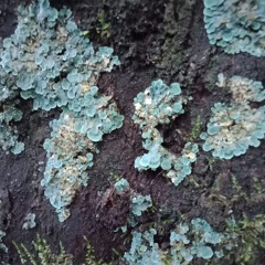 Flight of The Condor 29/6/19