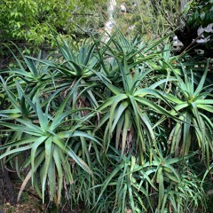 Aloe Mix