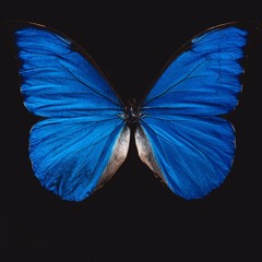 Butterfly Ho3s (prod. BRADXDAY) ft. APPLE NASTY