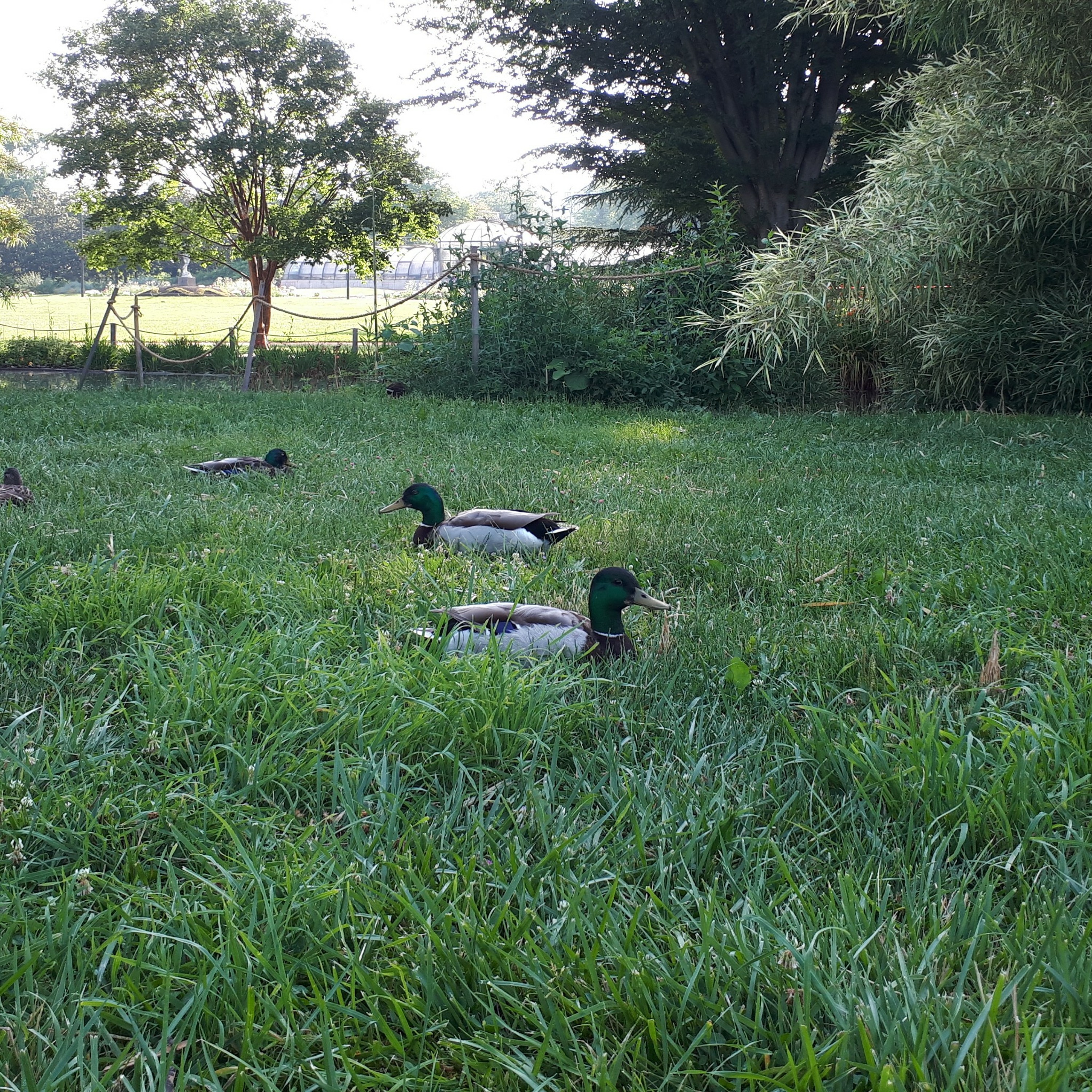 La mare aux canards