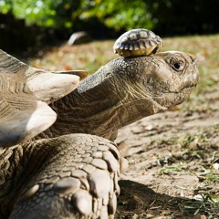 妈妈我不想再唱悲伤的歌