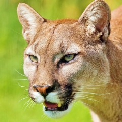 Mountain Lion Mating Call and Cougar "Scream" in California