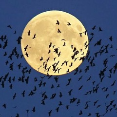 يمكن يا نفسي هتتراضي - عمّار الشريعي