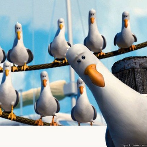 ruko becoming the seagulls from nemo