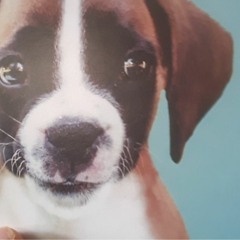 if ur reading this im drake - Talons Saberos 2019