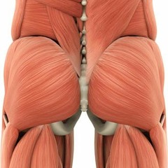 THEBUTT