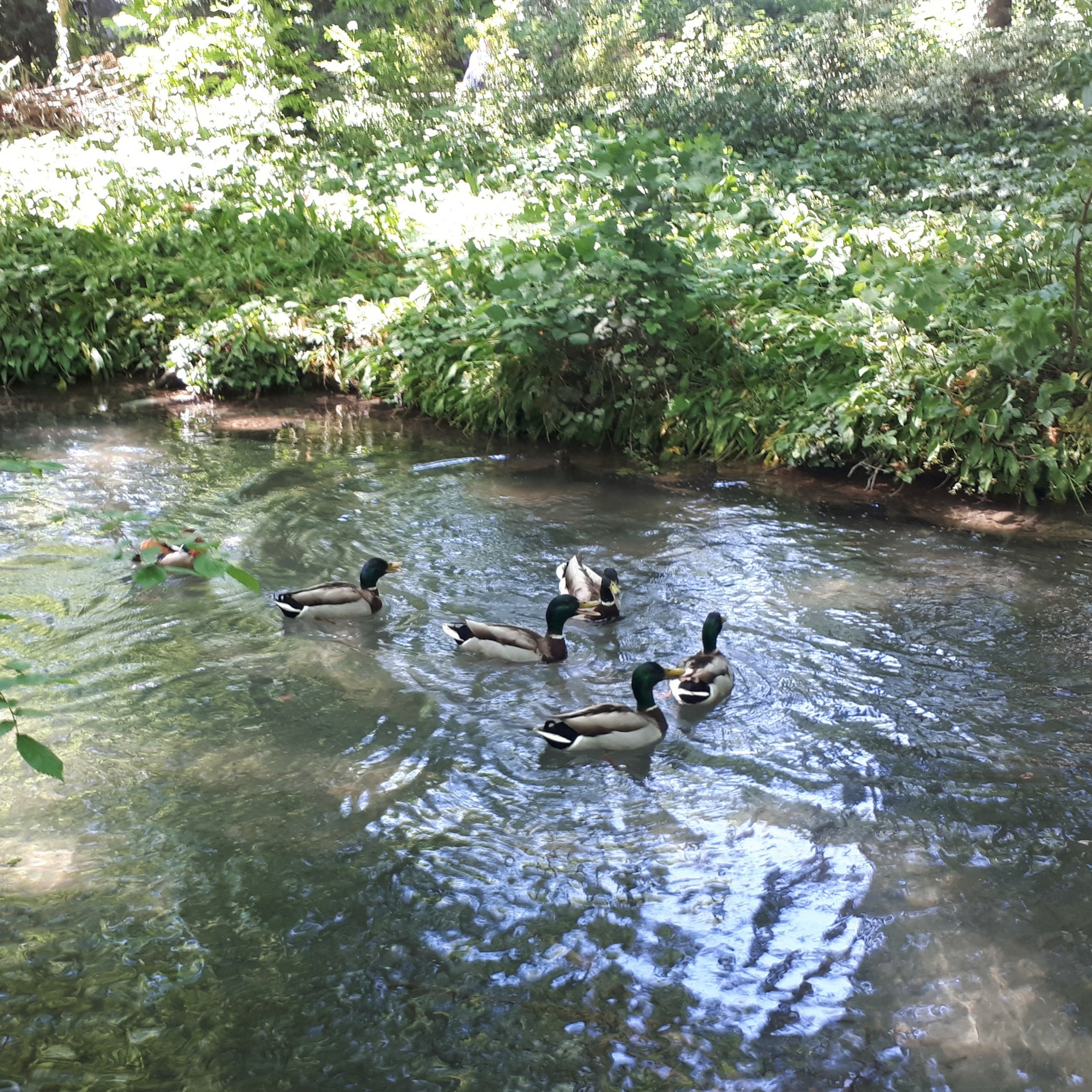 La mare aux canards
