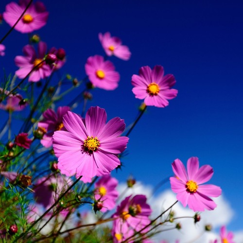 Melodic Techno V38 (Solee, N'to, Anderholm, Jerome Isma-Ae, Ben C, Kalsx, Rustboy..)