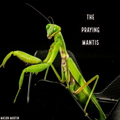 The Praying Mantis (CLIP)-[FREE DOWNLOAD]