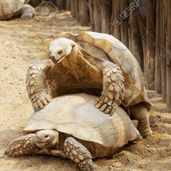 TURTLE NUT™️