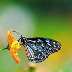 Beauty of Music Summer 2019