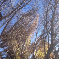 Violin Pizzicato Documentary Music