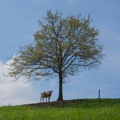 20 Eyes (Misfits Cover)