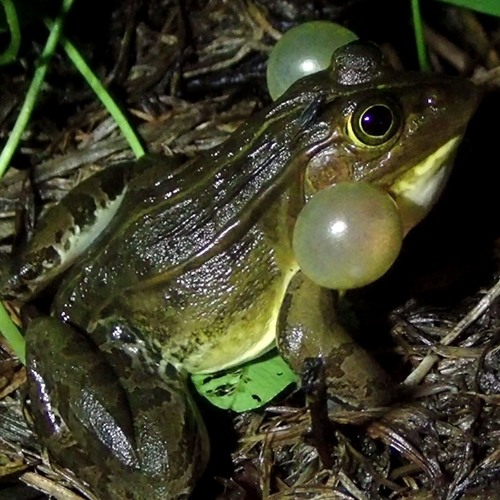Stream Frog Calling トノサマガエル Pelophylax Nigromaculatus High Quality By Ffish Asia Listen Online For Free On Soundcloud