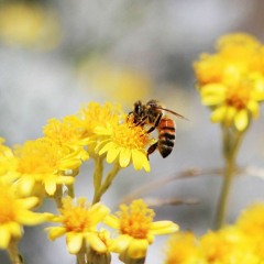 تلاوة من سورة النحل - Holy Quran