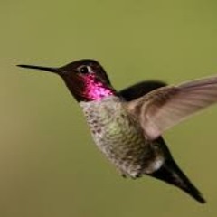 Humming Bird