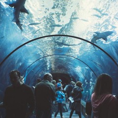 Take Me Back To The Fishbowl