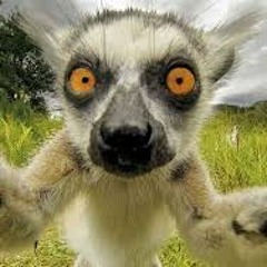 Blockboy K ~ Focused (prod. blockboykura)