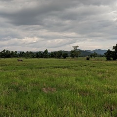 Wat Saket rain, frogs and water buffalos