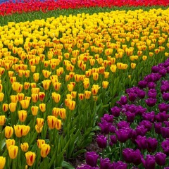 The Muzeum - Flowergarden Anthem (Vol. 1) Instrumental