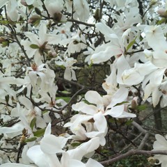 Sprained Ankle (Julien Baker Cover)